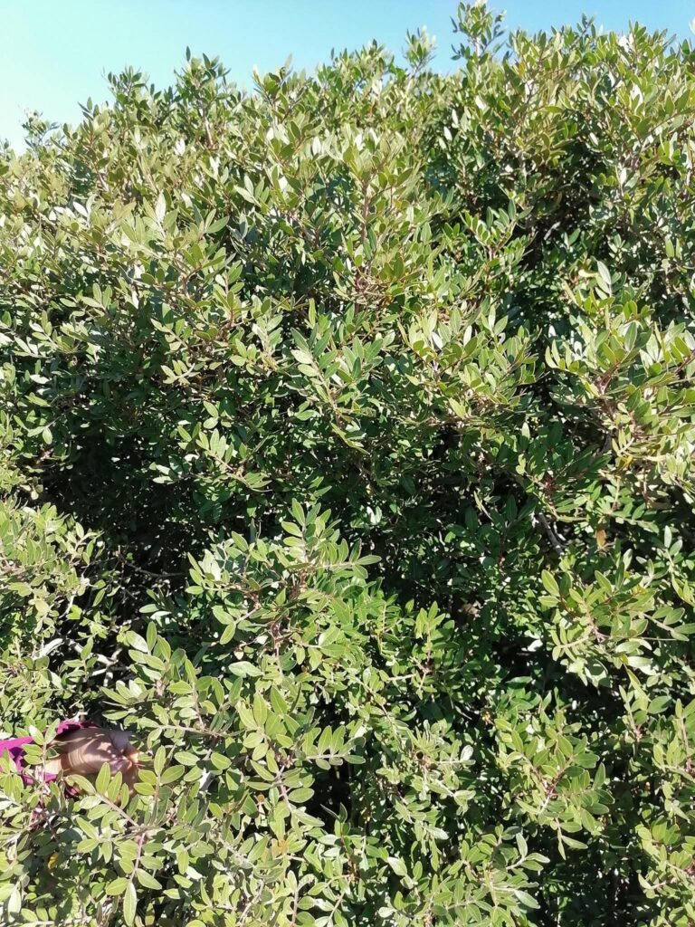 زيت الڨظوم…