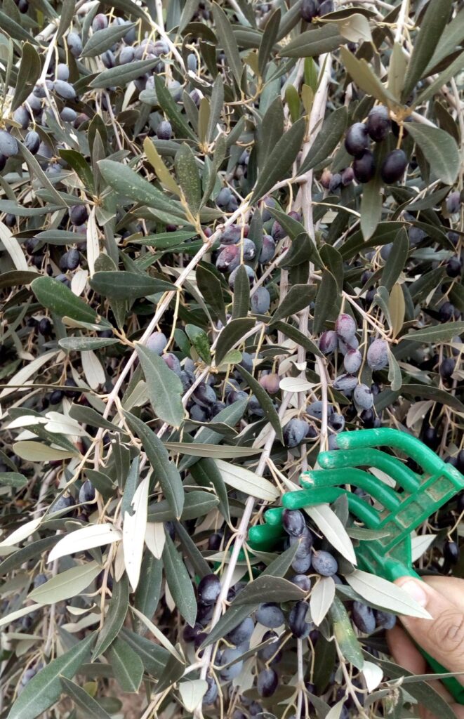 ذكريات جني الزيتون-صور