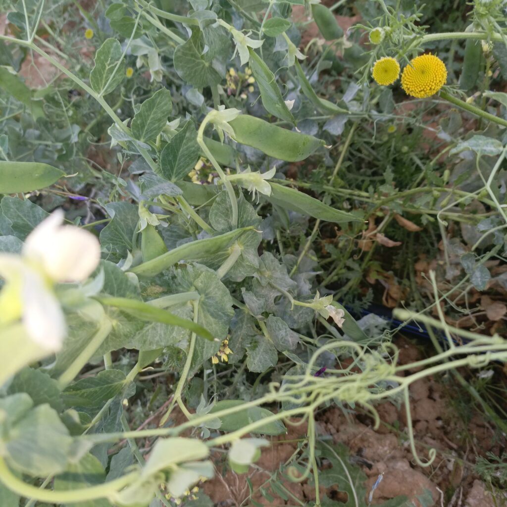 جولة صباحية في حقل الجلبان(البازلاء)