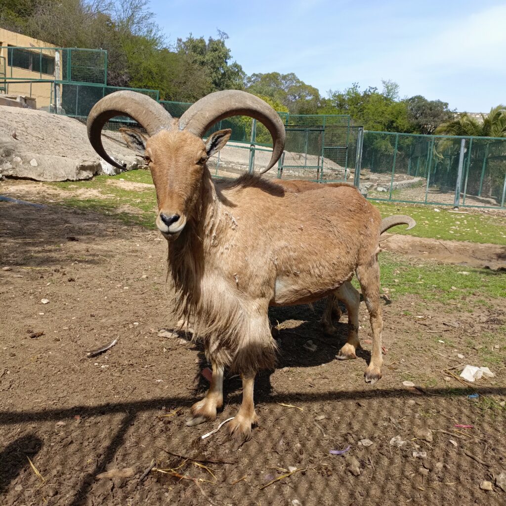 جولة في حديقة البلفيدير
